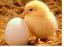 בריאות הנפש: תרנגולות וביצים